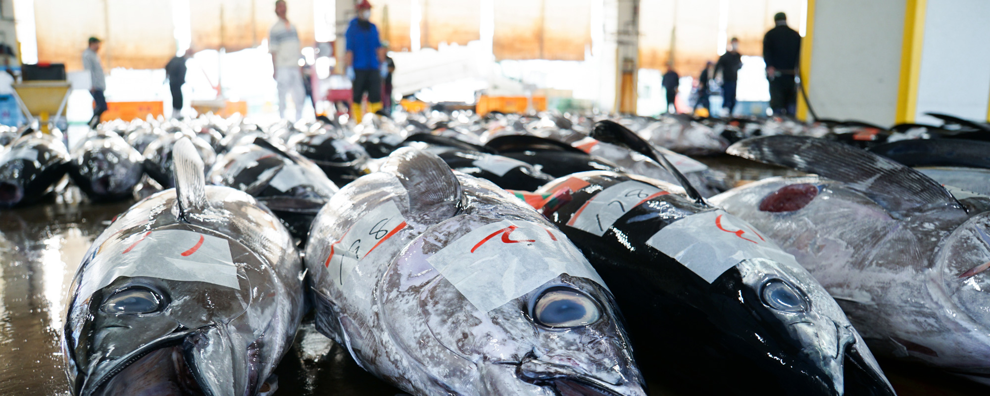 マグロ仲卸 泉寅（豊洲市場）