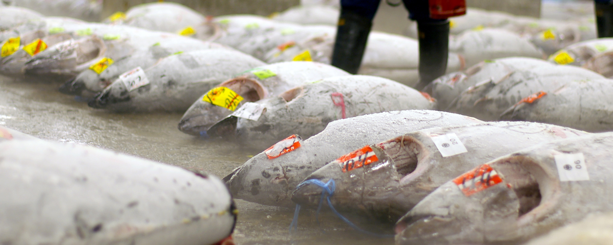 マグロ仲卸 泉寅（豊洲市場）