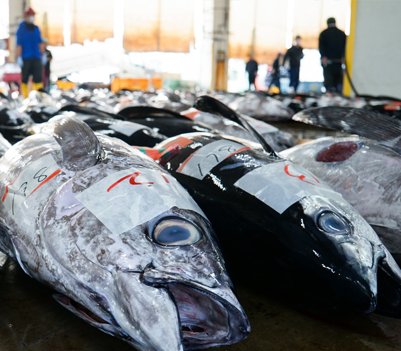 マグロ仲卸 泉寅（豊洲市場）